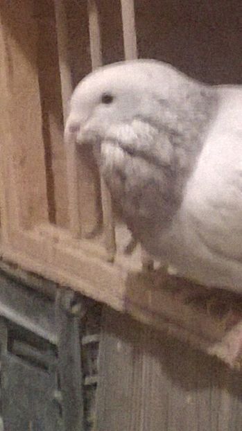 M 2017 (3) - BUJORI 2018