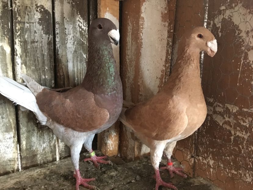 Perechea 2 M17-F16 - Matca Voiajori Germani 2018