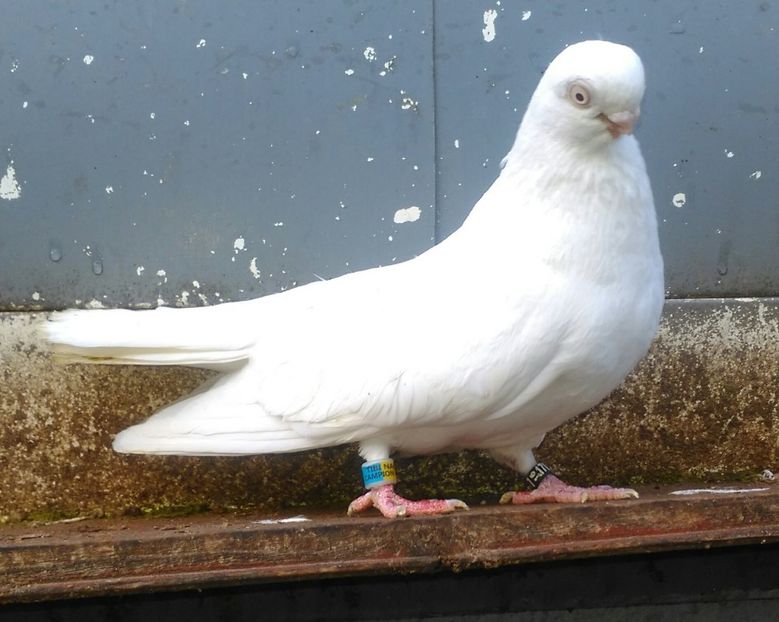 1 - Campion National decembrie 2017 Bucuresti