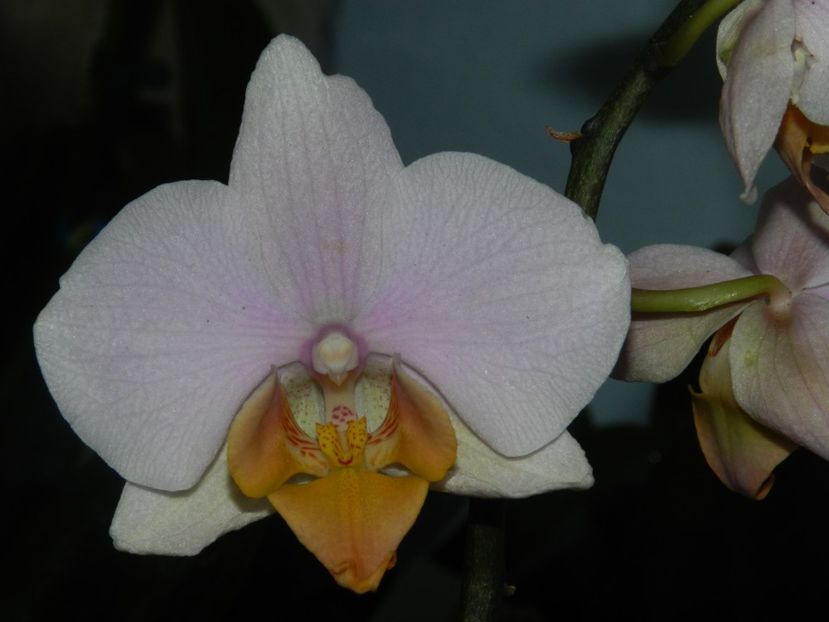 Phalaenopsis Anthura Tulcan - C- Phalaenopsis-speciile pe care le detin