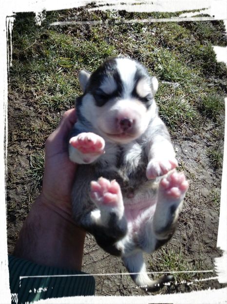  - AAAAAAAAA__DIVA_OSMI URMASUL LUI OSMAN IN MEMORIAM