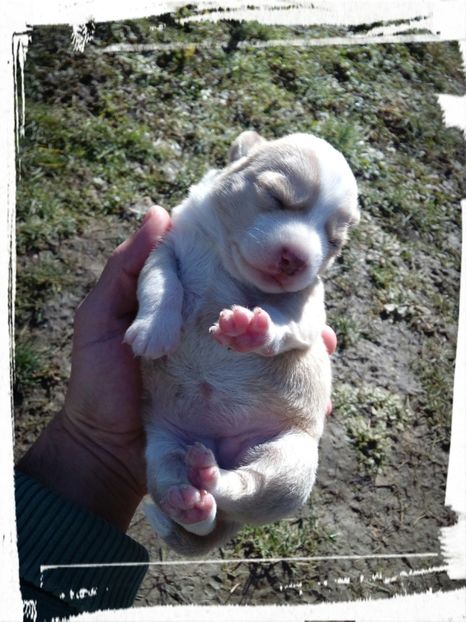  - AAAAAAAAA__DIVA_OSMI URMASUL LUI OSMAN IN MEMORIAM