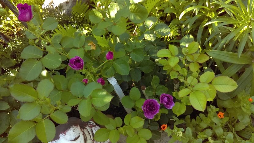  - floribunda minerva