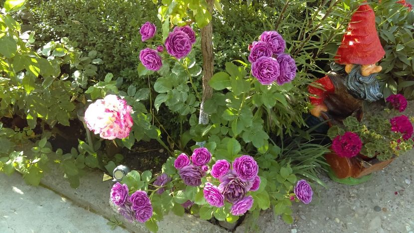  - floribunda minerva