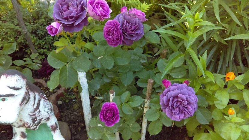  - floribunda minerva