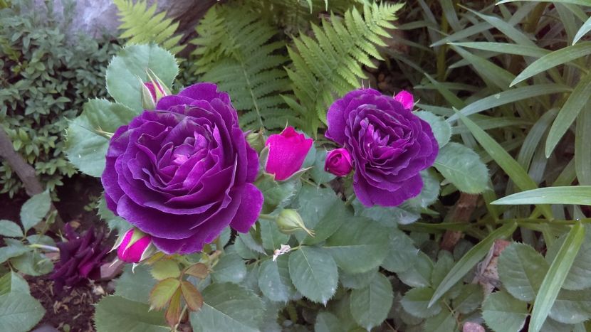  - floribunda minerva