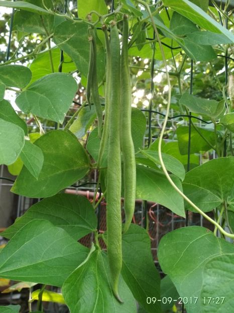 FASOLE  ENORMA  (3) - FASOLE ENORMA