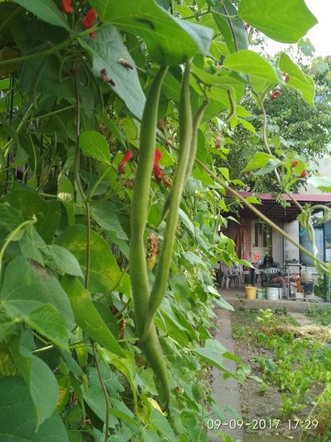 FASOLE  ENORMA  (5) - FASOLE ENORMA