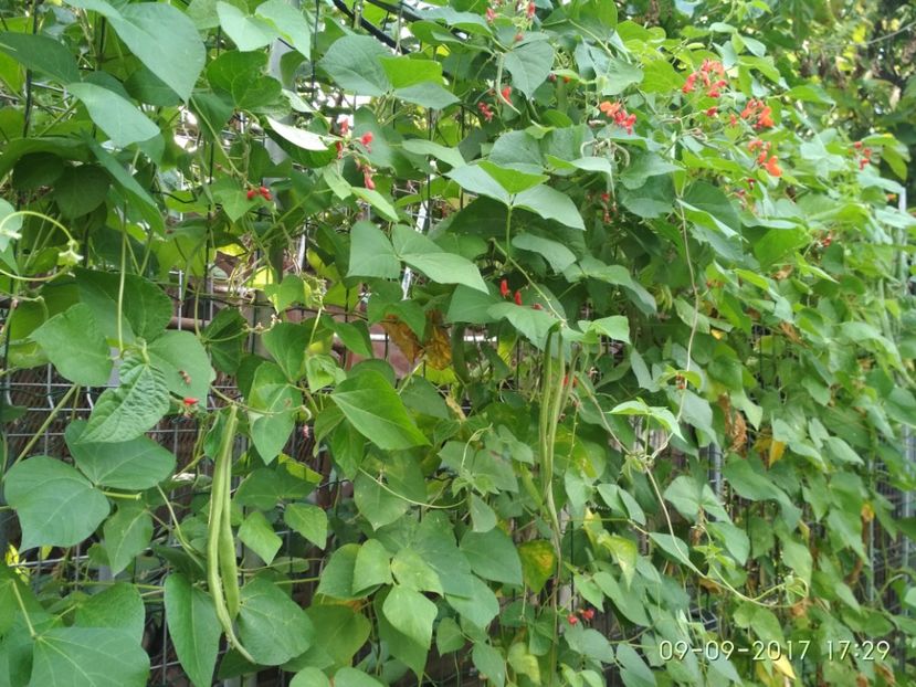 FASOLE  ENORMA  (7) - FASOLE ENORMA