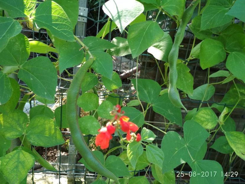 FASOLE  ENORMA  (9) - FASOLE ENORMA