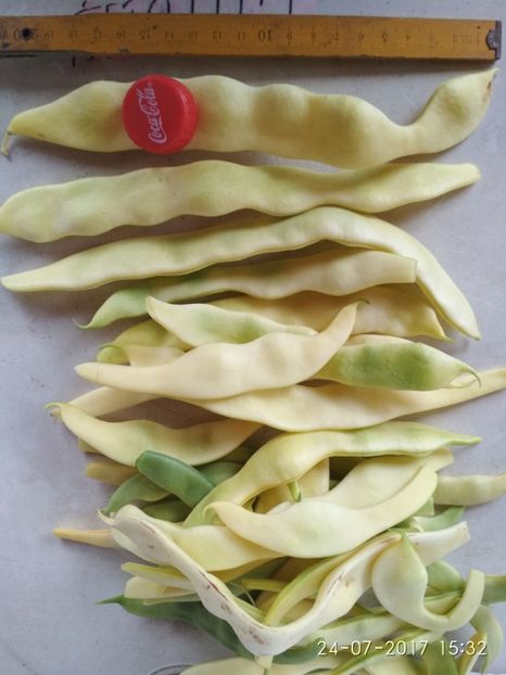 FASOLE  GOLDFIELD 33 MM  (1) - FASOLE GOLDFIELD 2017