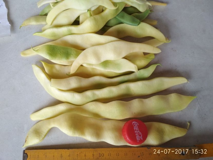 FASOLE  GOLDFIELD 33 MM  (2) - FASOLE GOLDFIELD 2017