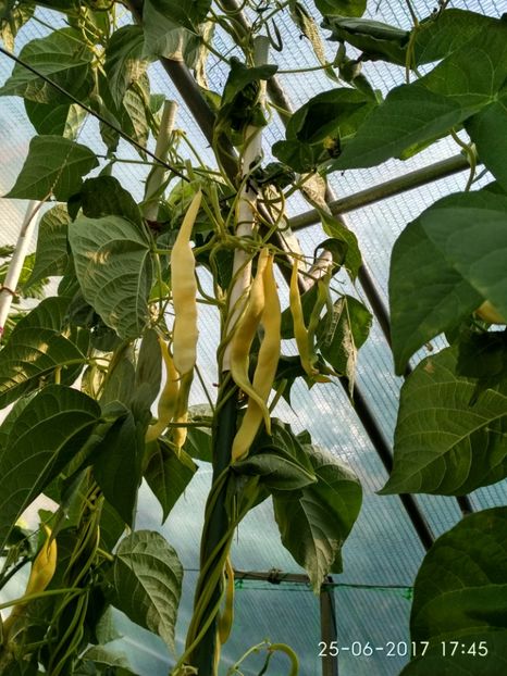 FASOLE GOLDFIELD (3) - FASOLE GOLDFIELD 2017