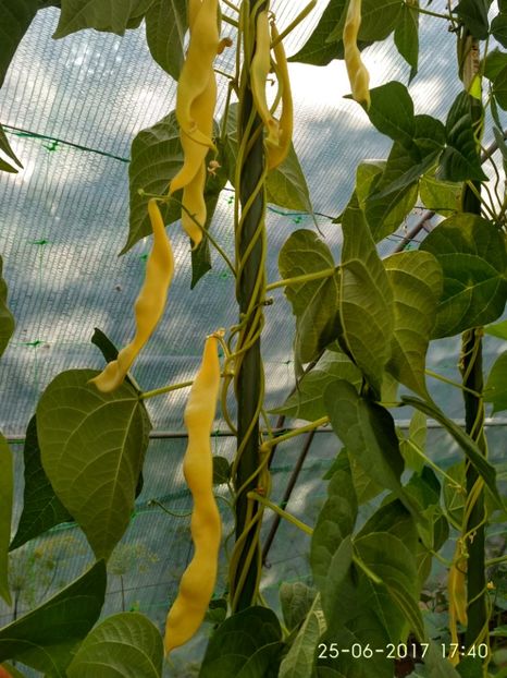 FASOLE GOLDFIELD (4) - FASOLE GOLDFIELD 2017