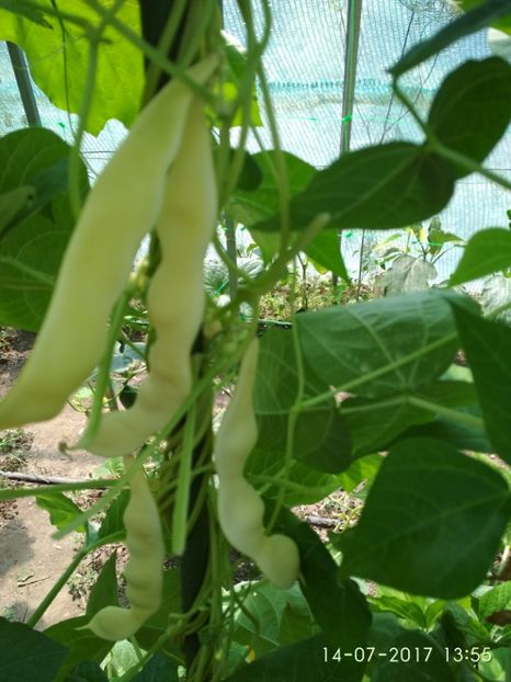 FASOLE GOLDFIELD (6) - FASOLE GOLDFIELD 2017