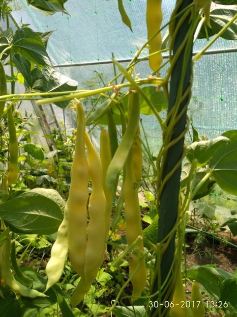 FASOLE GOLDFIELD (9) - FASOLE GOLDFIELD 2017