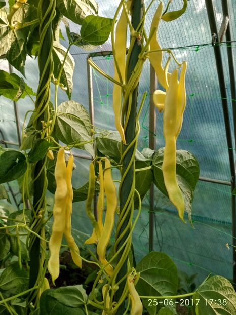 FASOLE GOLDFIELD (14) - FASOLE GOLDFIELD 2017