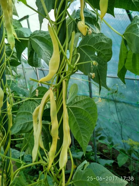 FASOLE GOLDFIELD (16) - FASOLE GOLDFIELD 2017