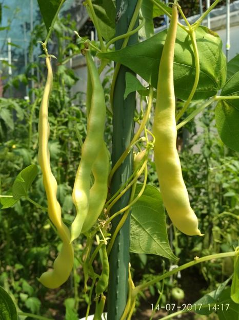 FASOLE DORA (4) - FASOLE GALBENA DORA