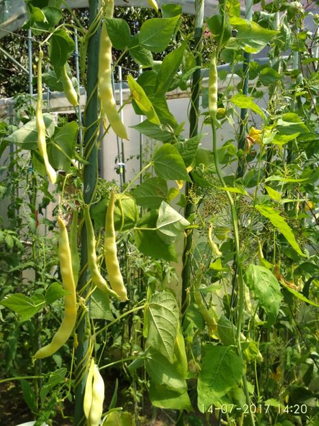 FASOLE DORA (11) - FASOLE GALBENA DORA