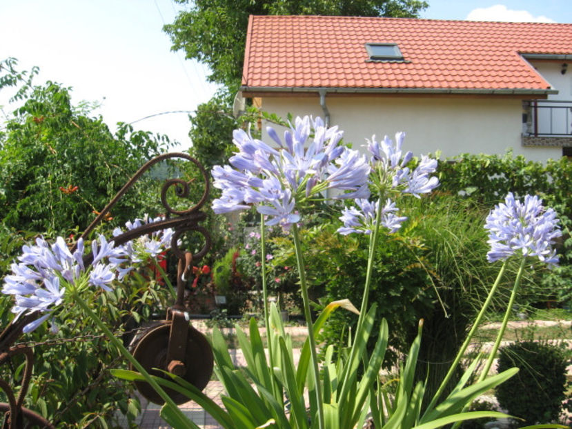 Picture 8348 - 3 FLORI DE CAMERA