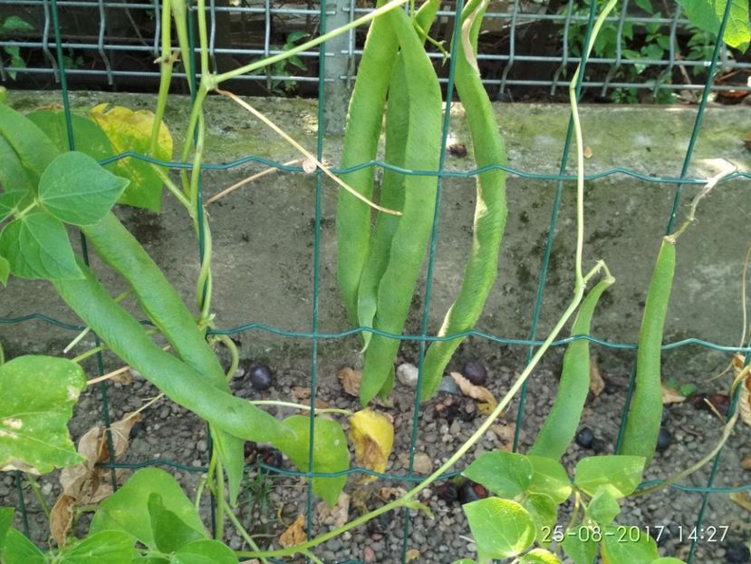 FASOLE DESIREE  (9) - FASOLE DESIREE