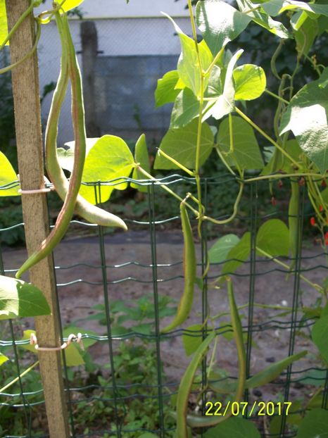 FASOLE FIRESTORM  (4) - FASOLE FIRESTORM