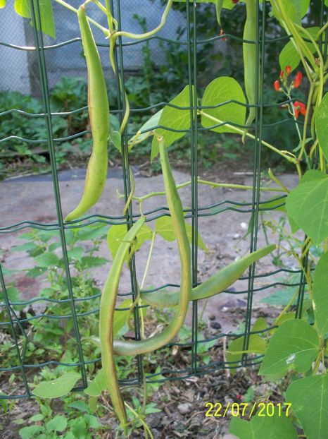 FASOLE FIRESTORM  (6) - FASOLE FIRESTORM