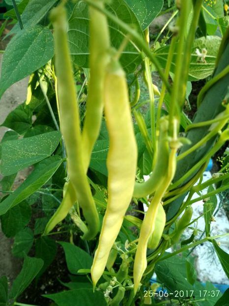 FASOLE GRASA DE BUZĂU (1) - FASOLE GRASA DE BUZAU 2017