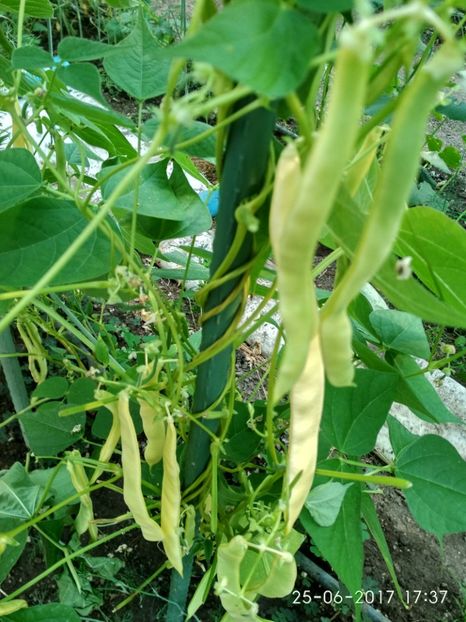 FASOLE GRASA DE BUZĂU (2) - FASOLE GRASA DE BUZAU 2017