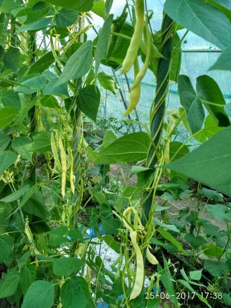 FASOLE GRASA DE BUZĂU (3) - FASOLE GRASA DE BUZAU 2017
