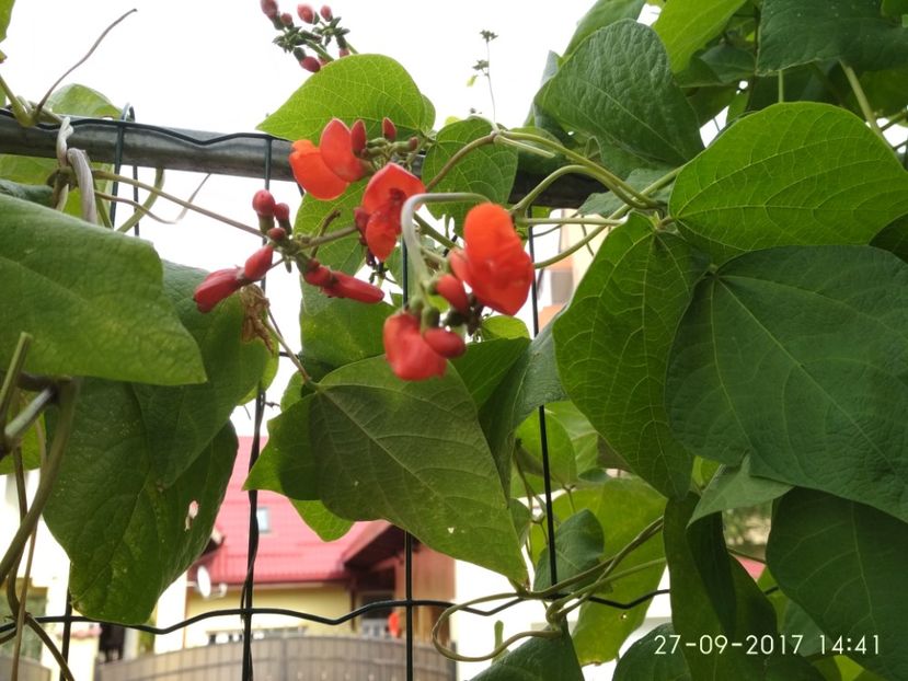 FASOLE GUINESS RECORD  (2) - FASOLE GUINESS RECORD