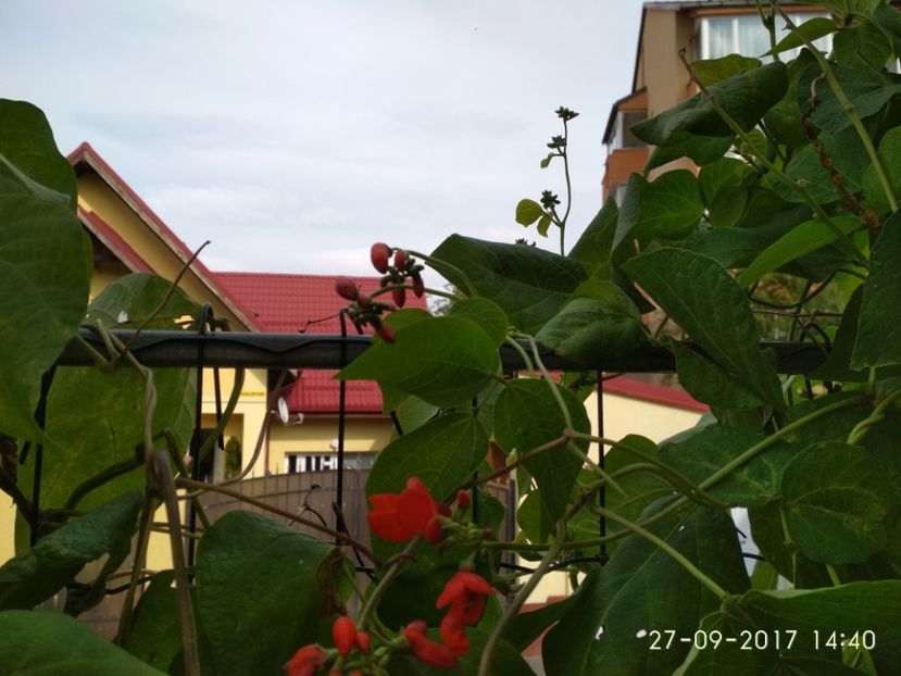 FASOLE GUINESS RECORD  (3) - FASOLE GUINESS RECORD