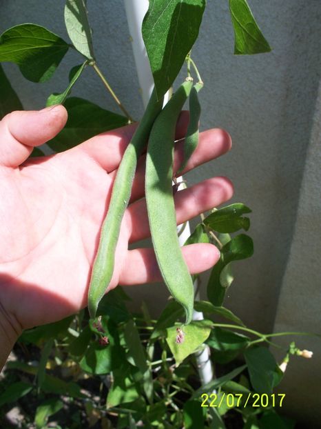 FASOLE GUINESS RECORD  (6) - FASOLE GUINESS RECORD