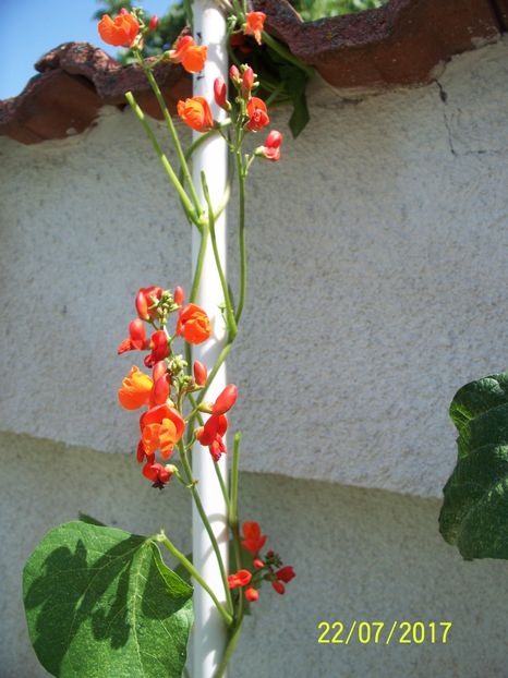 FASOLE GUINESS RECORD  (7) - FASOLE GUINESS RECORD