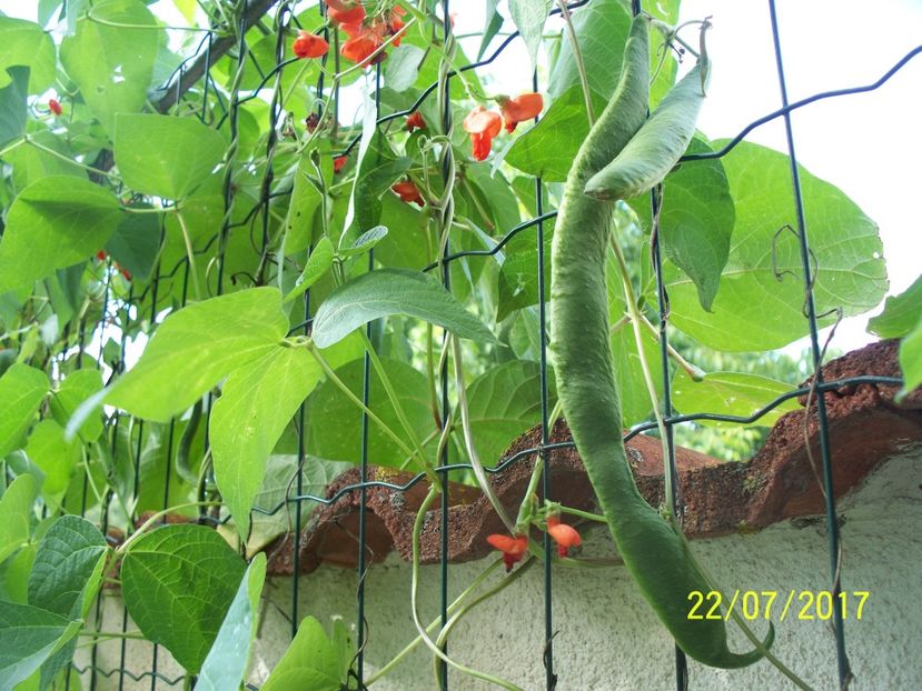 FASOLE GUINESS RECORD  (10) - FASOLE GUINESS RECORD