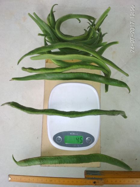 FASOLE GUINESS RECORD  (15) - FASOLE GUINESS RECORD