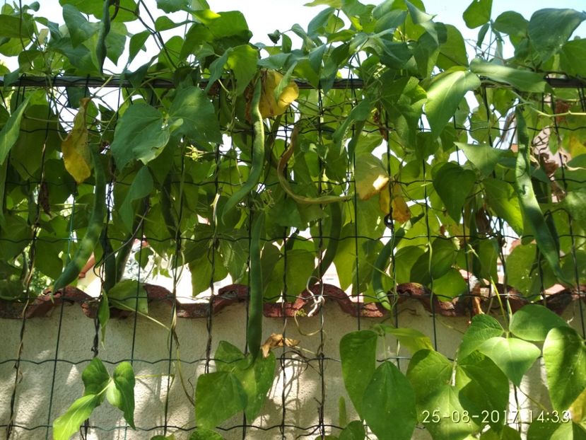 FASOLE GUINESS RECORD  (17) - FASOLE GUINESS RECORD