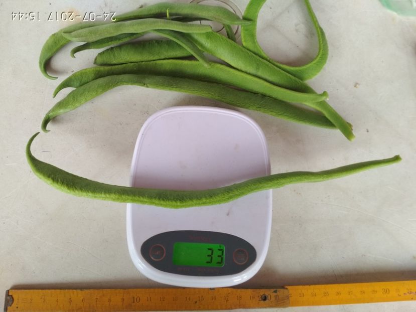 FASOLE GUINESS RECORD 33 CM,33 GRAME - FASOLE GUINESS RECORD