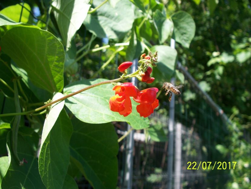 FASOLE JULISKA  (1) - FASOLE JULISKA