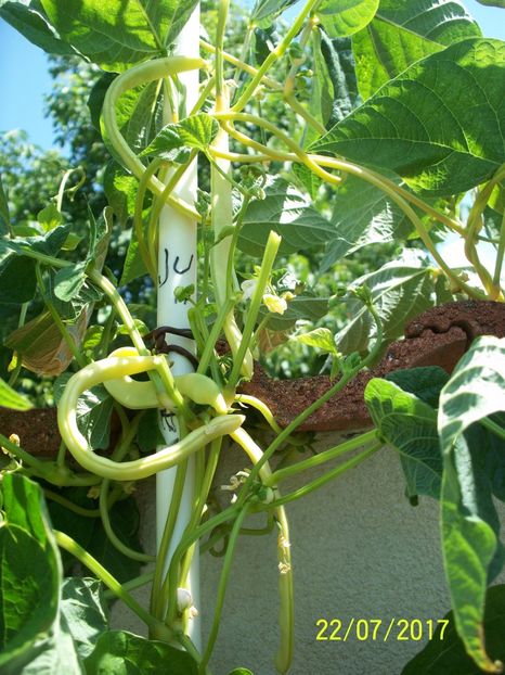 FASOLE JULISKA  (2) - FASOLE JULISKA