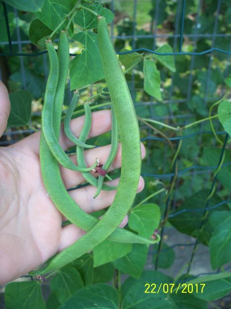 FASOLE LADY DI  (1) - FASOLE LADY DI