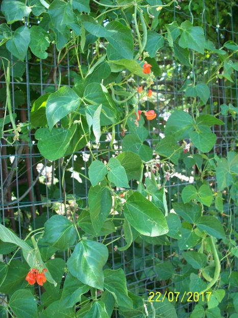 FASOLE LADY DI  (4) - FASOLE LADY DI