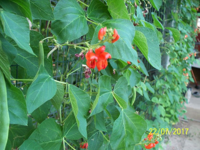 FASOLE LADY DI  (7) - FASOLE LADY DI