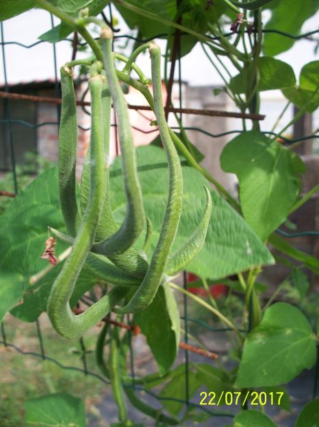 FASOLE LIBERTY  (3) - FASOLE LIBERTY