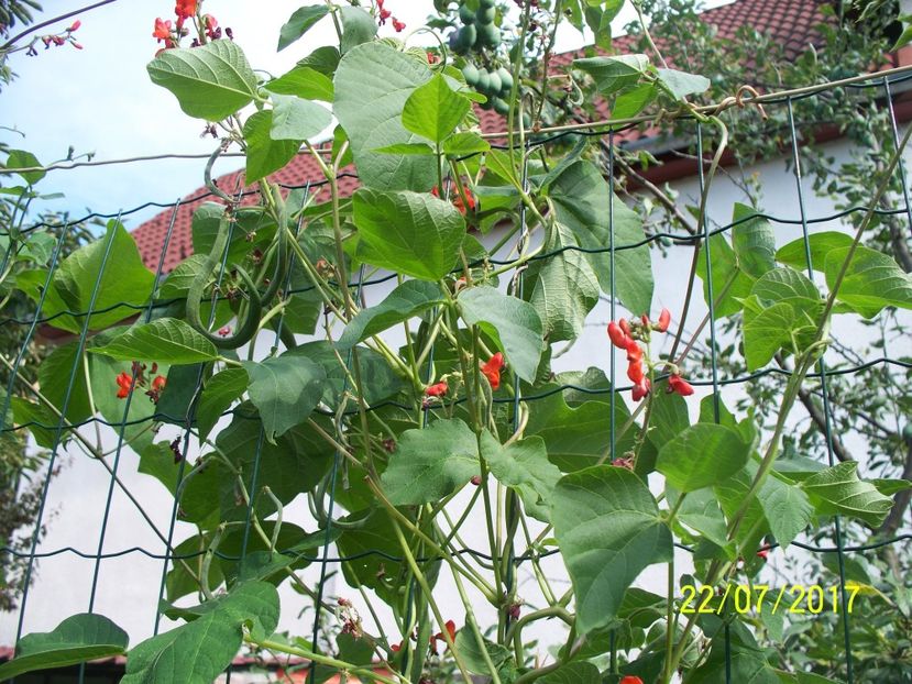 FASOLE LIBERTY  (4) - FASOLE LIBERTY