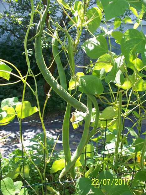 FASOLE LIBERTY  (9) - FASOLE LIBERTY