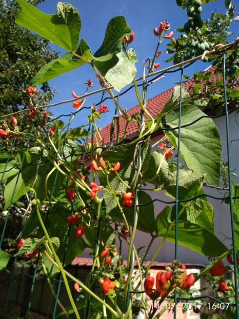 FASOLE LIBERTY (1) - FASOLE LIBERTY