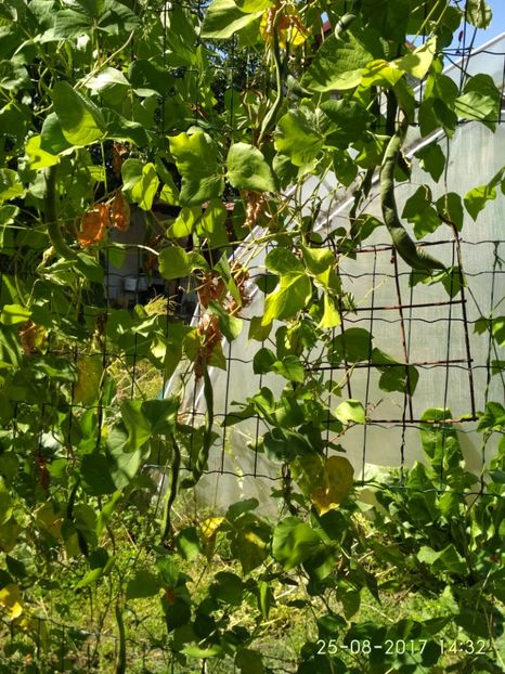 FASOLE LIBERTY (3) - FASOLE LIBERTY