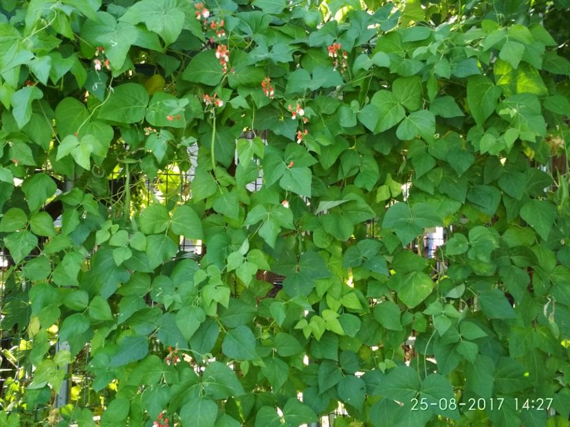 FASOLE PAINTED LADY  (1) - FASOLE PAINTED LADY